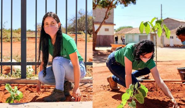 PLANTAÇÃO DE MUDAS DE ÁRVORES NATIVAS PLANTAÇÃO DE MUDAS DE ÁRVORES NATIVAS