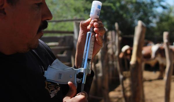 VACINAÇÃO CONTRA A AFTOSA VACINAÇÃO CONTRA A AFTOSA